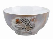 Tiger striped kitten - bowl